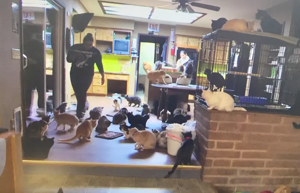 How Many Cats Is Too Many? Meet A Woman With 1,000