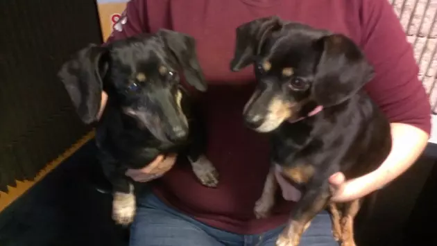 New Milford Sisters Are Both Adorable and Adoptable