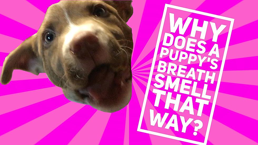 Why Does a Puppy’s Breath Smell That Way?