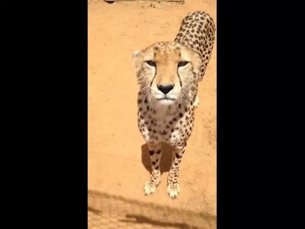 Why Not Let a Meowing Cheetah Begin Your Weekend?