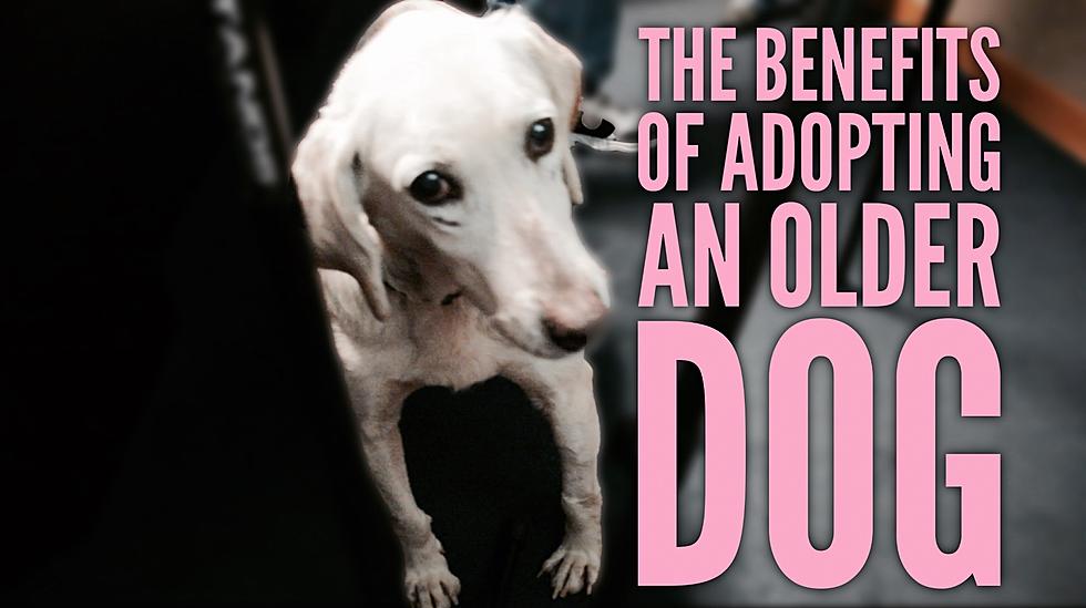 What Are the Benefits of Adopting an Older Dog?