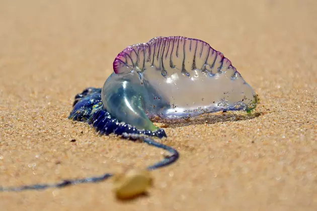 Dangerous Jellyfish Spotted Along East Coast