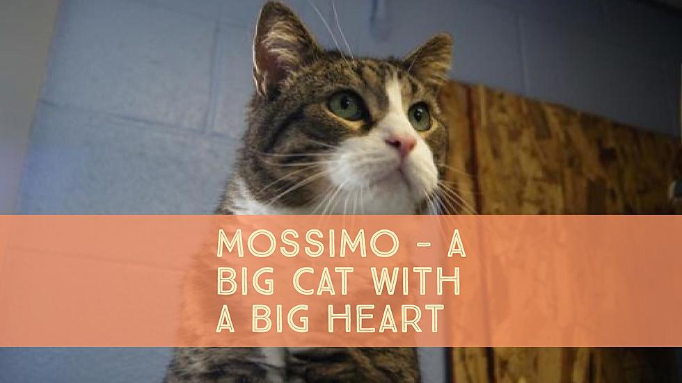 Mossimo Is a Big Cat With a Big Heart Looking for a Local Home