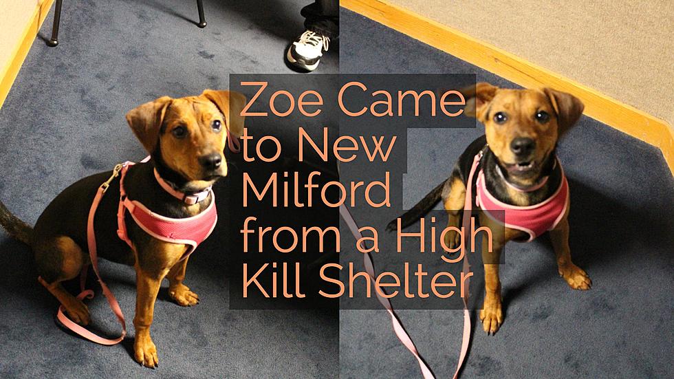 Zoe Came to New Milford From a High Kill Shelter in Time for a 3rd Chance
