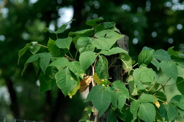Is There Mutant Poison Ivy Growing In Connecticut?
