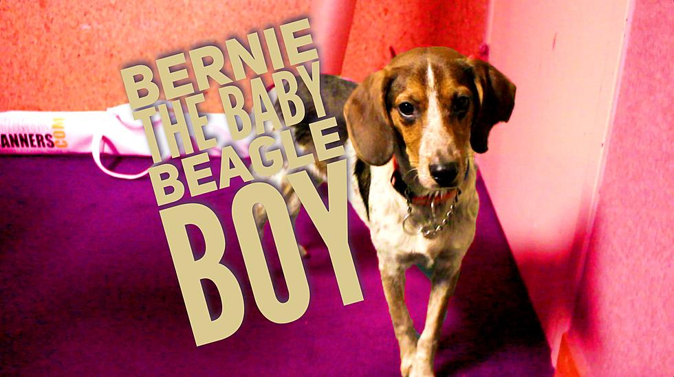 Bernie the Baby Beagle Boy Wants to ‘B’ Your Best Friend