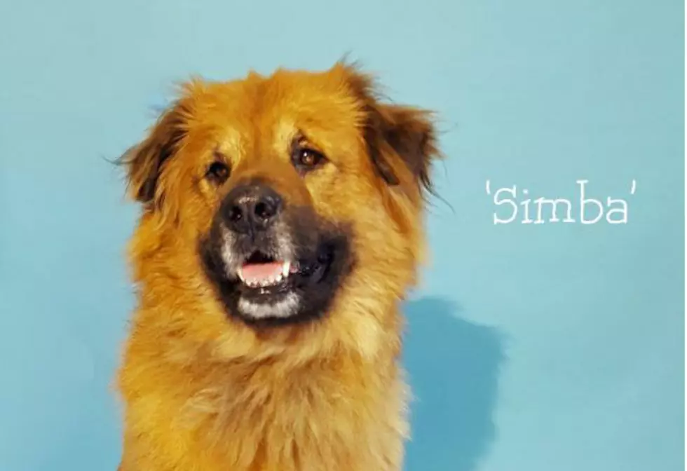 Simba Is a Hurricane Refugee From Florida Relocated to New Milford
