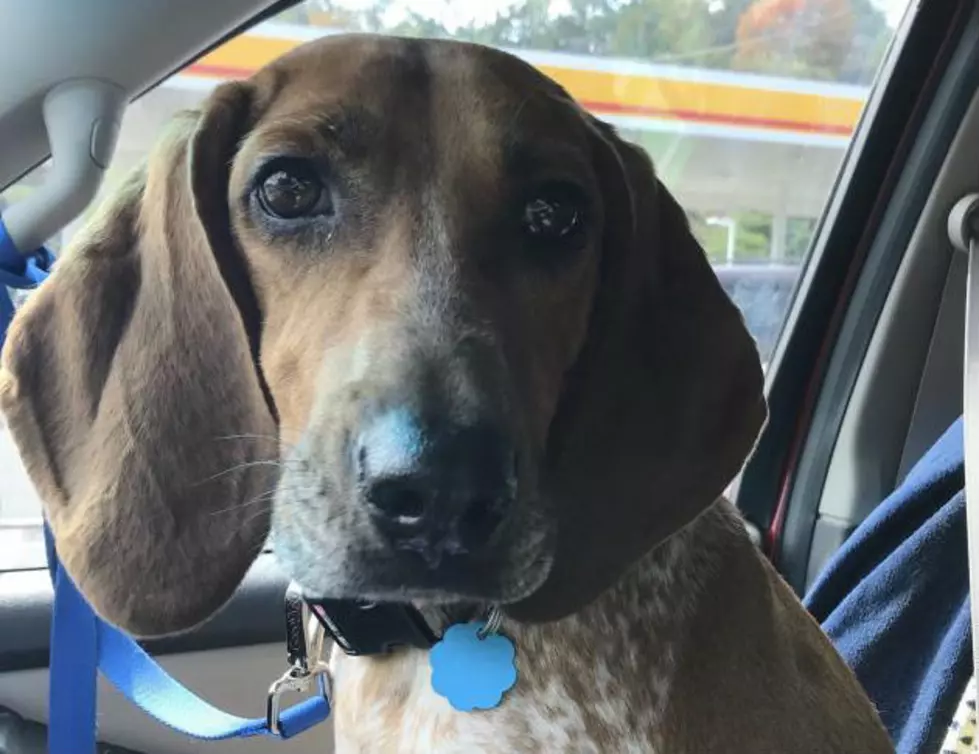 Ellie Mae Ain’t Nothin’ But a Hound Dog Lookin’ for a Home