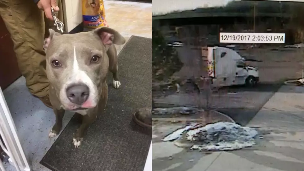 Danbury Animal Control Searches for Driver After Dog Abandoned at Lowe’s