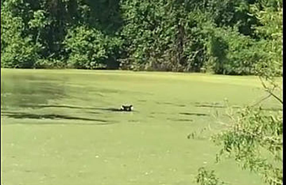 Bear Cools Off At Meckauer Park in Bethel