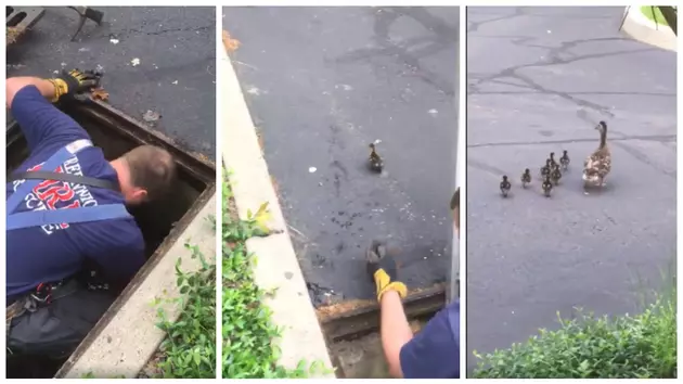 FD in Connecticut Rescues Seven Baby Ducks From Storm Drain