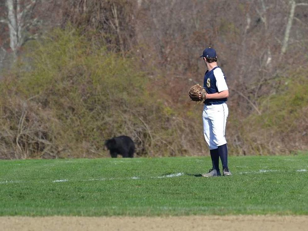 Black Bear Joins Junior Varsity Baseball Game in Connecticut