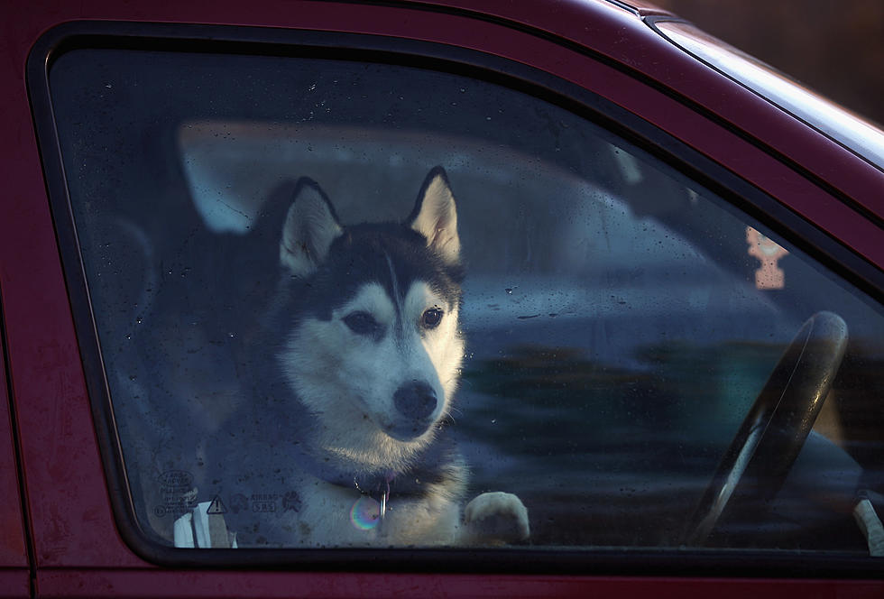 Connecticut Law — It’s Now Legal to Break a Window To Save a Dog In a Hot Car