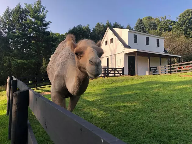 Camel in Ridgefield to Give Pumpkins to Kids This Weekend