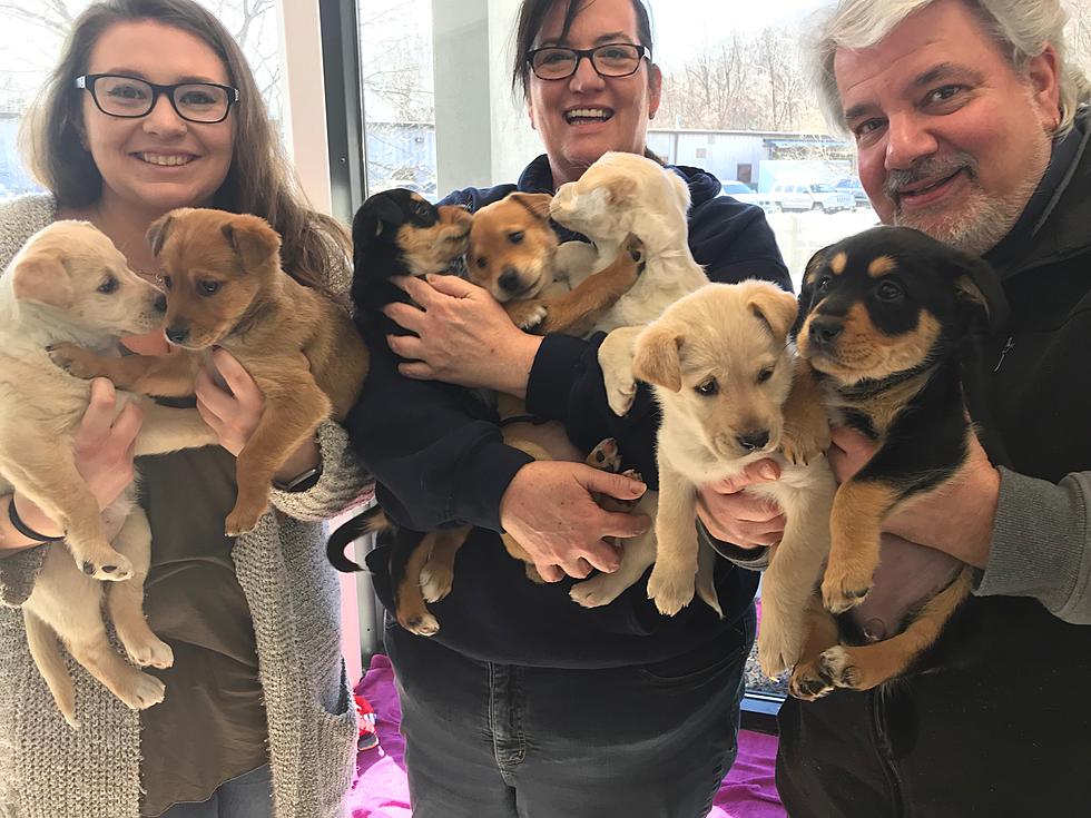 A Puppy Palooza at the Radio Station With Nine Adorable Puppies
