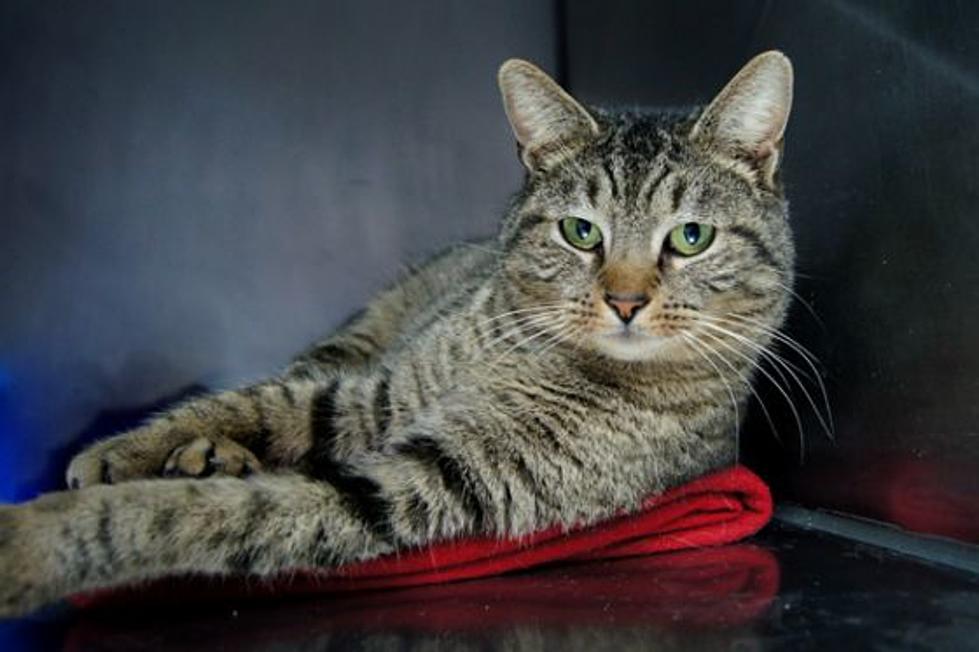 This Oscar Is No Grouch – He’s a Happy Tabby