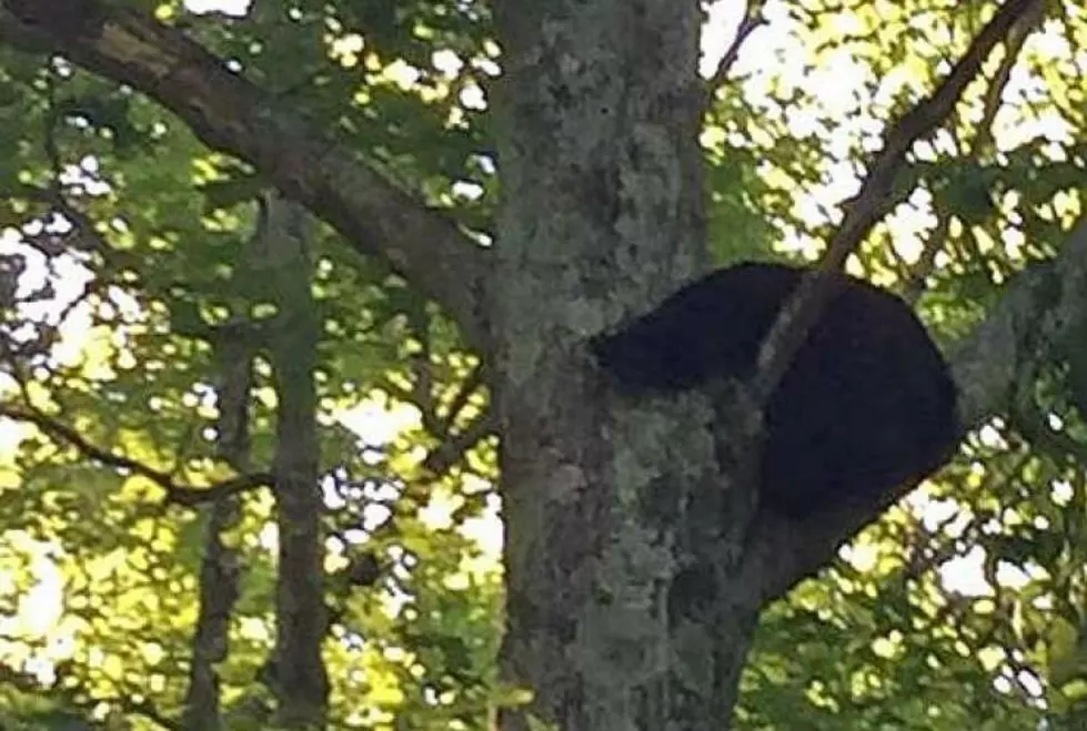 Bear and Cub Sighting Closes Redding Park