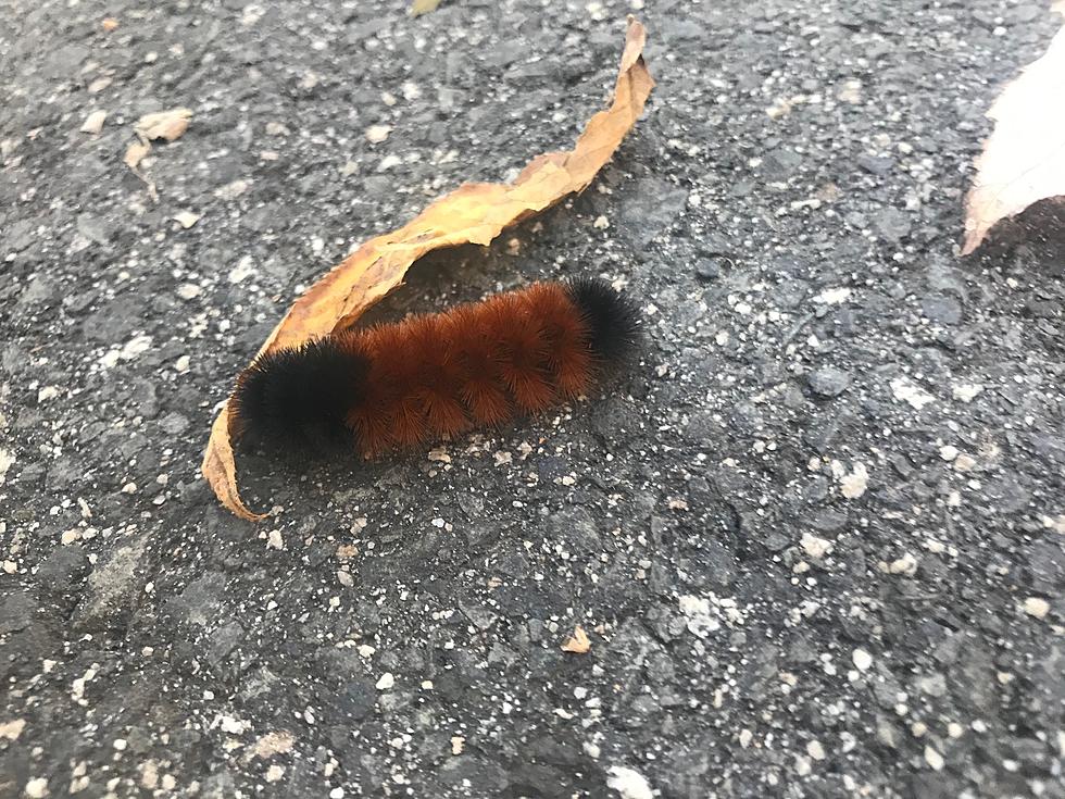 Is it Possible for a Woolly Bear Caterpillar From Brookfield to Predict Winter?