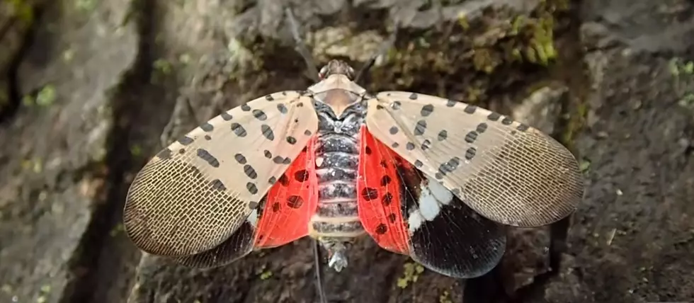 If You See This Invasive Insect in Connecticut, You’re Being Asked to Report It