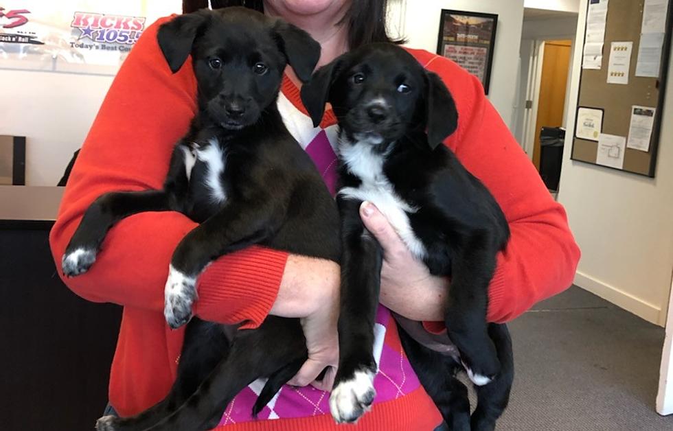 Puppies From High Kill Shelter Get Second Chance in New Milford