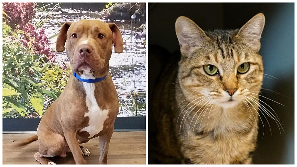Two Adorable Pets to Adopt + A Day of Giving Local at New Milford’s AWS