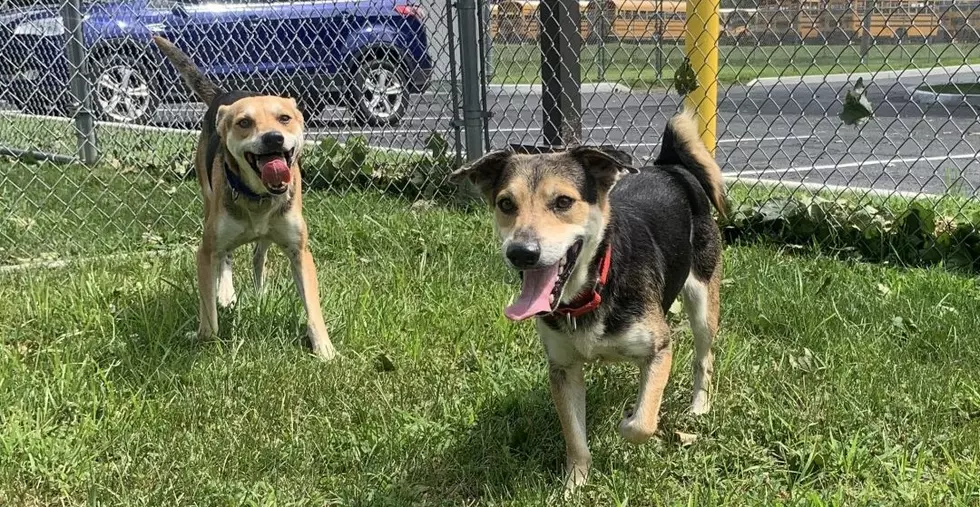 Mike + Micheal In New Milford Are Bonded And Looking For A Home