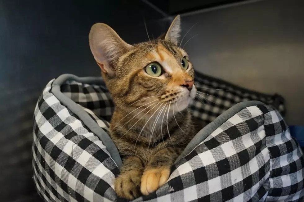 Open Your Heart, Madonna in New Milford Needs a Forever Home