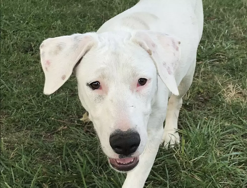Snow in New Milford is Looking for Her Forever Home