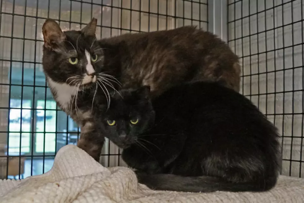 Two New Milford Cats Are Looking For A Forever Home