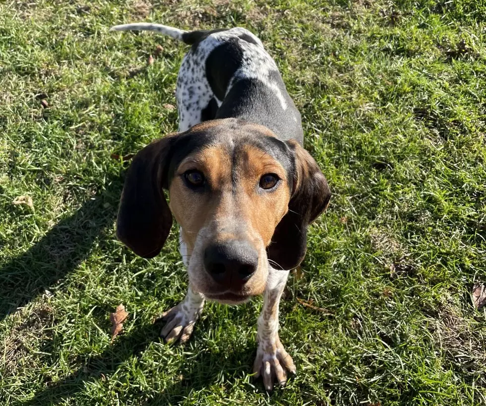 A New Milford Beagle Mix Is Looking for a Forever Home