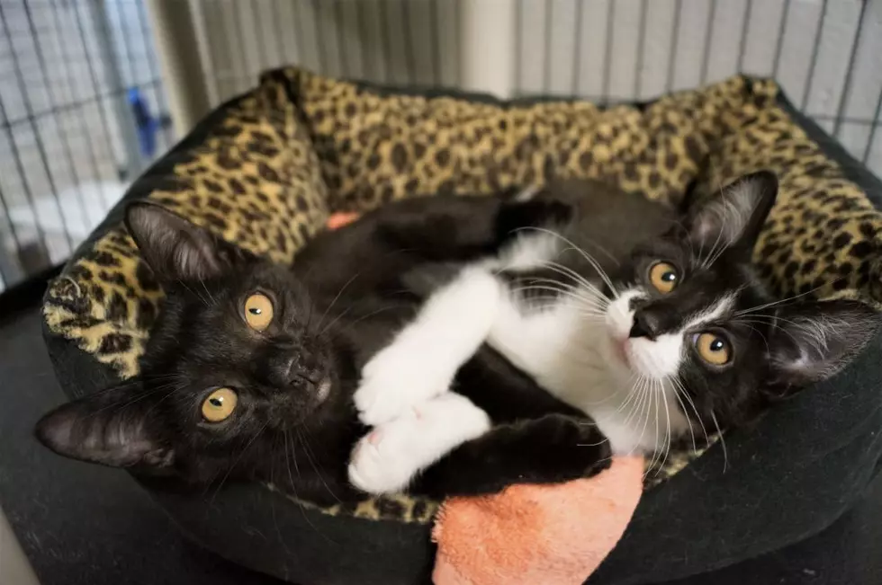 Bonded New Milford Kittens In Search of First Forever Home