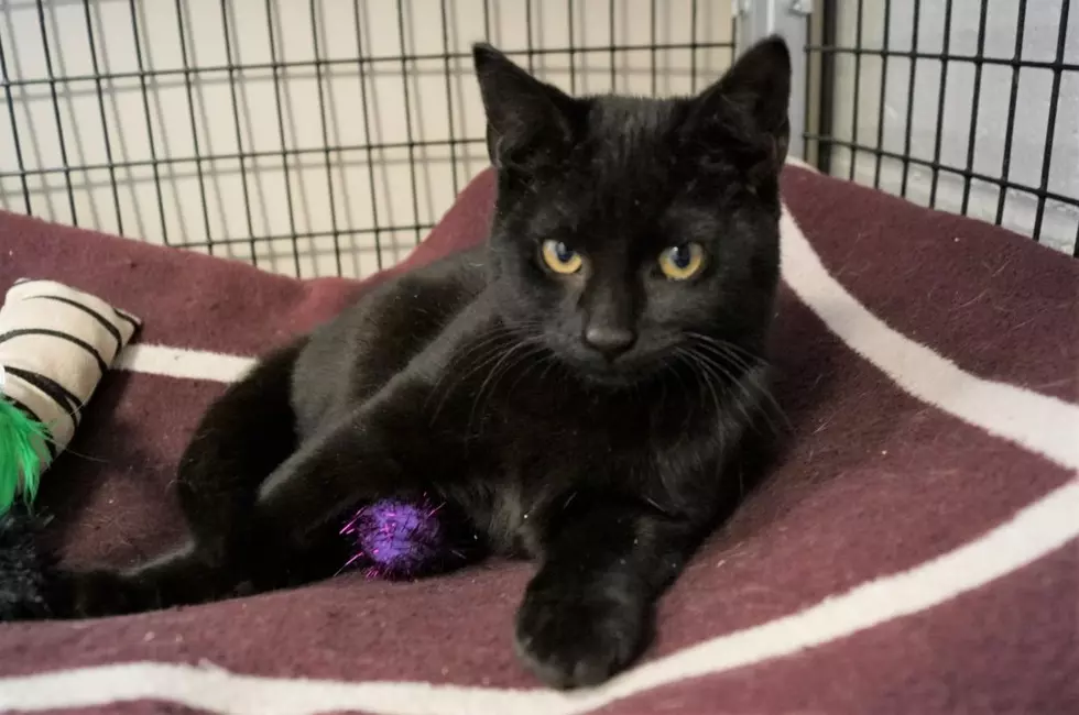 New Milford Kitten With Special Needs Looking For a Forever Home