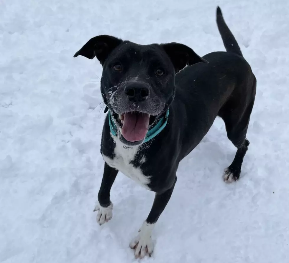 This Pit/Terrier Mix From New Milford is Our Pet of the Week