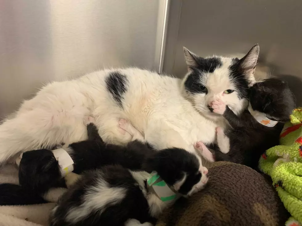 Connecticut Cat and Her Four Kittens Found Abandoned in Sealed Container