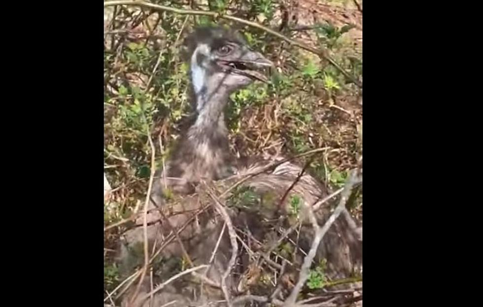 Lost Connecticut Emu Rescued With The Help of Social Media