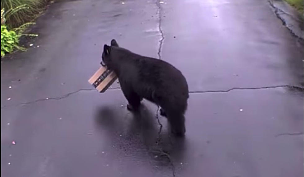 Hilarious Video of Connecticut Black Bear Stealing Is Proof That Even Real Bears Love Toilet Paper