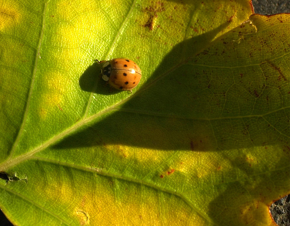 Why Are There So Many Lady Bugs All Over Connecticut?