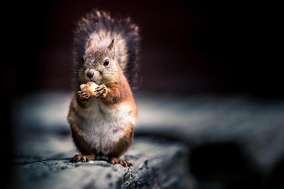 Did You Know? Squirrels Are The Cause of Most U.S. Power Outages