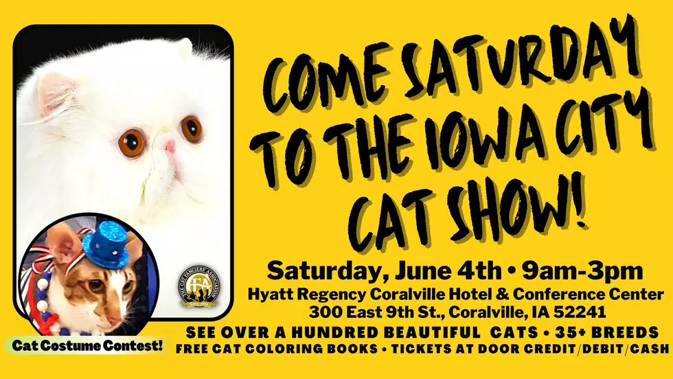 Coralville Hosting a Massive “Cat Show” in June
