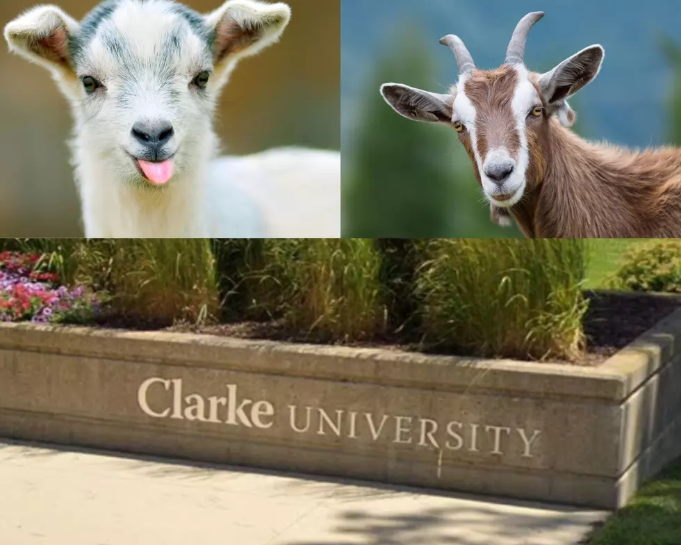 Clarke University Brings Goats to Campus, Part of Sustainability Efforts