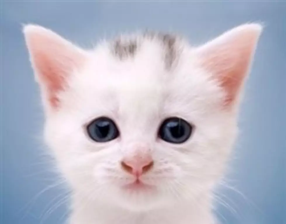 Funny Friday [VIDEO] &#8211; What If Cats Had Thumbs?