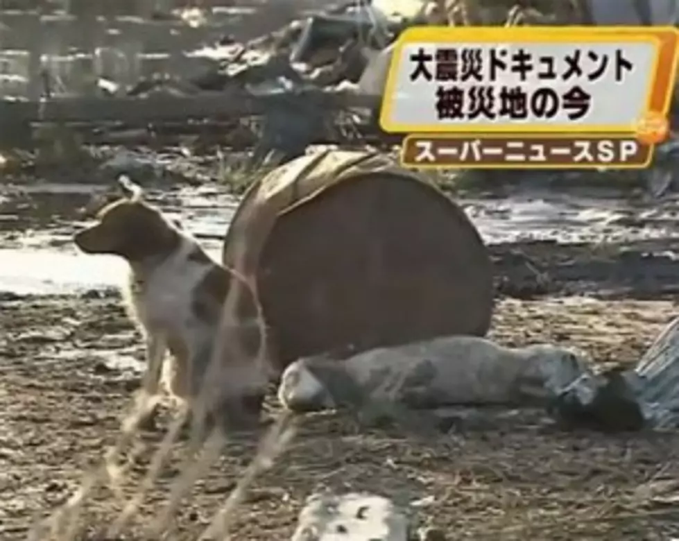 Japanese Dog Shows True Loyalty In The Aftermath Of The Tsunami [VIDEO]