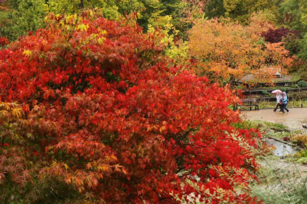 Bright, Bold Fall Colors in 2020? Wait and See, Forestry Expert Says
