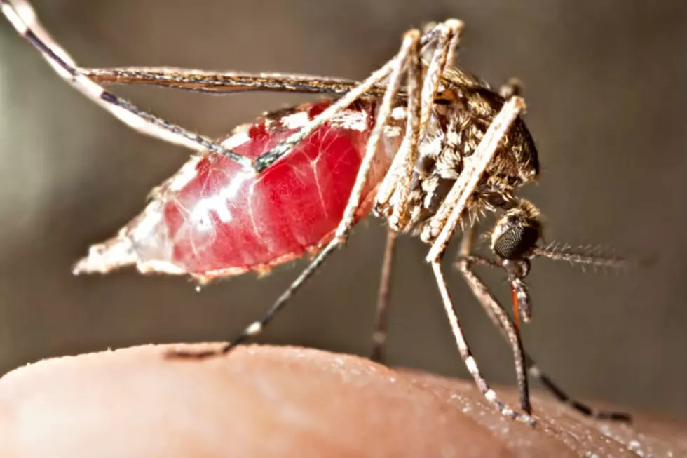 Tips To Stop Itchy Mosquito Bites