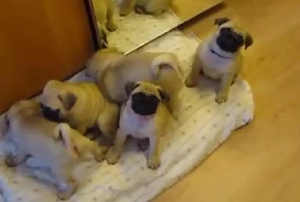 Puppy Attack is So Darn Cute! [VIDEO]