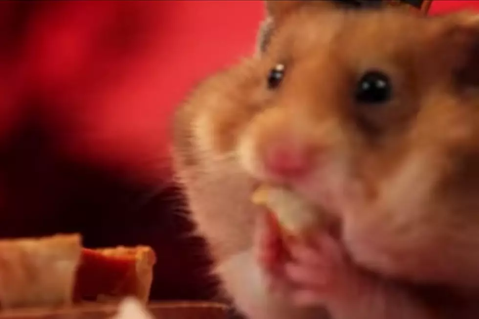 Tiny Hamster Eating Tiny Thanksgiving [VIDEO]