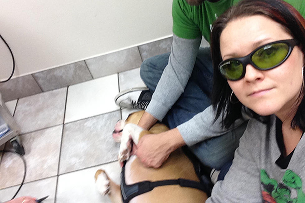 Brutus the Bulldog Gets Laser Therapy [VIDEO]