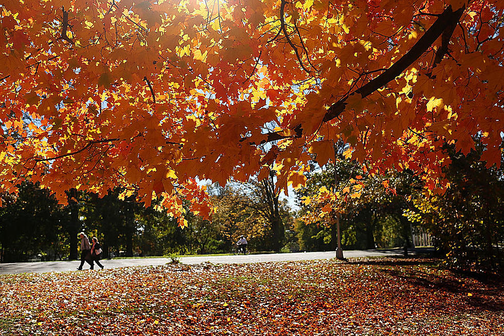 DNR Predicts Perfect Fall Leaf Season