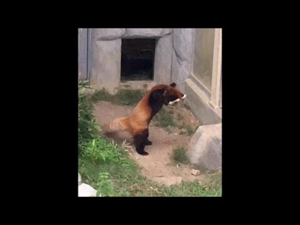 Red Panda Tries To Scare A Rock [VIDEO]