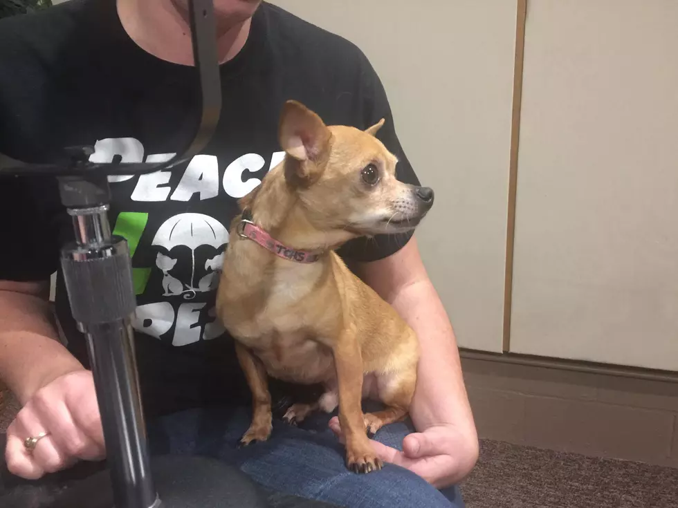 Tri-County Humane Society Pet of the Week: Oscar [Watch]